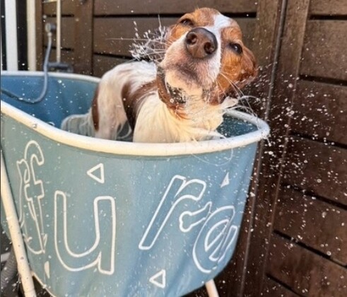 大谷が投稿した“愛犬”デコピンの入浴シーン（大谷のインスタより）