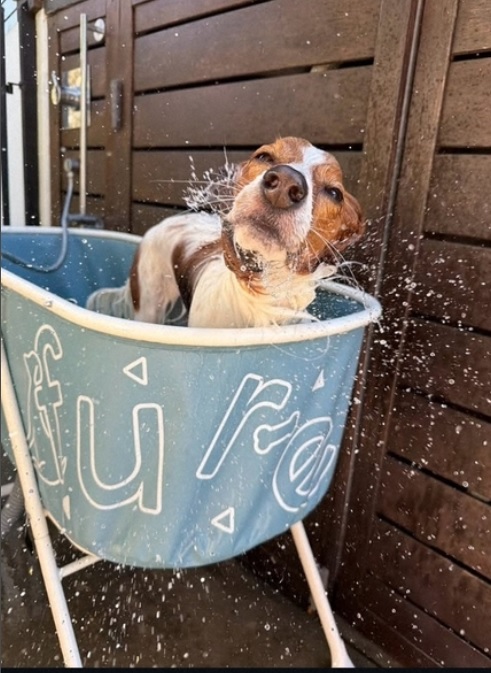 大谷が投稿した“愛犬”デコピンの入浴シーン（大谷のインスタより）