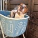 大谷が投稿した“愛犬”デコピンの入浴シーン（大谷のインスタより）